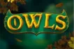 owls