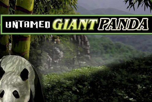 Untamed Giant Panda automat