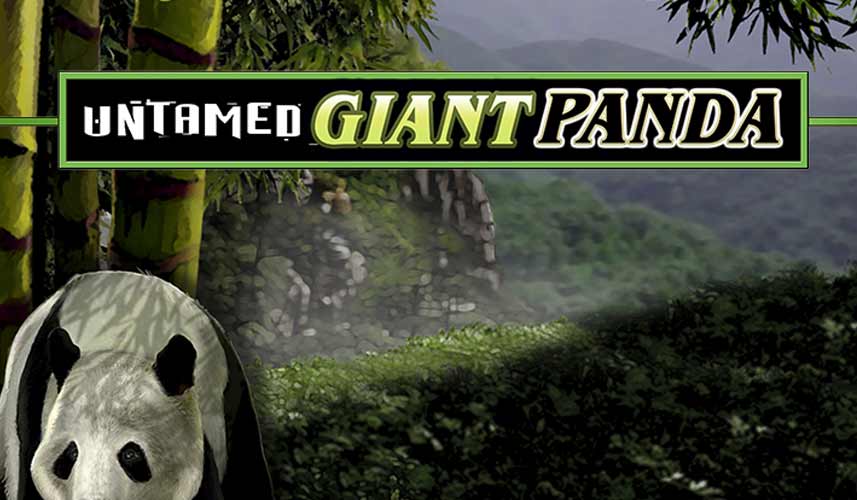 Untamed Giant Panda automat