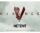 Vikings image