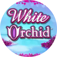 white orchid